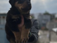 Rottweiler Bebekler