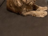 Tatlı kızımız english cocker