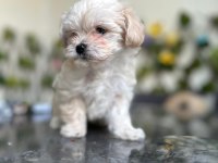 MALTİPOO HERAMIZA SICAK BİR YUVA ARIYORUZ