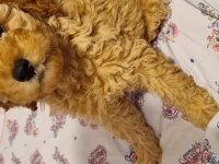 Dişi toy poodle