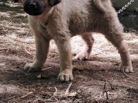ORJİNAL KANGAL YAVRU