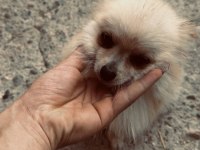 11 Aylık Pomeranian Boo