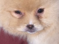 Orjinal Pomeranian Boo Dişi