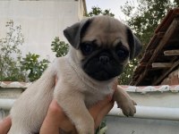 Minik dostlarımız yeni yuvalarını arıyor