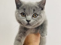 Sahiplendirme british shorthair