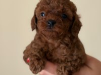 Poodle Bebeklerimiz