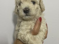 Irk garantili orjinal tam toy poodle erkek