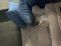 TUVALET EĞİTİMLİ SAFKAN İRAN KEDİMİZ