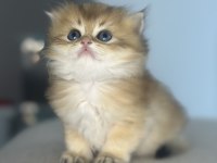 British longhair babys