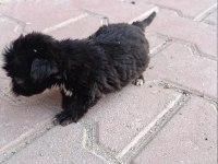 Terrier Bebeklerimiz