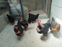 Köy Tavukları