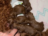 Red brown renk ırk garantili kore poodle bebekler