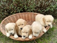 Golden Retriever Yavruları