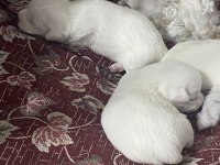 Yavru Maltese Terrier