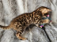 Brown Bengal Kedisi WCF Şecereli Ozyfelines