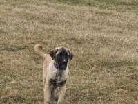 4.5 Aylık Bir Çift Kangal