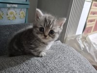 Dişi erkek minnoş kediler kum eğitimli
