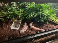 AFRİCA FAT TAİL GECKO YASAL BELGELİ ÇİPLİ