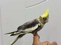 Sultan papağanı sahiplendirilecek