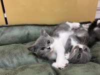ANKARA İÇİ OYUNCU BEBEK KEDİŞ