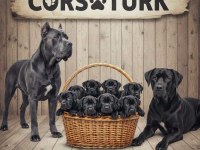 CorsoTürk den Garantili Safkan Cane Corso Yavrular