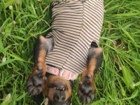 Daschund Köpeği