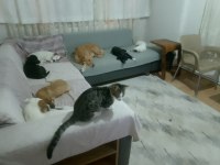 4 aylıklar anne jack russell baba puanter 7 yavru
