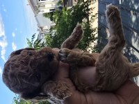 Teacup poodle aileden sahiplendirilecek baba kore