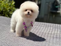 Ayıcık Surat Pomeranian Boo Yavrumuz