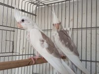 Sezonun Son Sultan Yavruları 2 Aylık Bebek Kuşlar