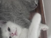 British shorthair beyaz İyi bir aileye vermek istiyoruz