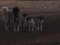 Kangal yavruları
