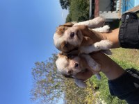 Safkan Cavalier King Charles Yavruları