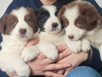 Çok iyi border collie yavruları İstanbul