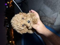TOY POODLE 2 AYLIK TUVALET EĞİTİMİ VE AŞILARI TAM