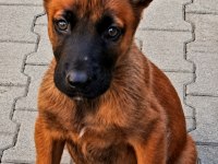 Malinois yavrularda son nokta