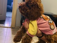 Toy poodle bebişler