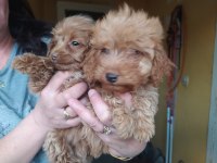 Maltipoo yavrular