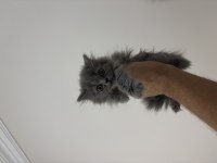 British Shorthair dişi erkek bebeklerimiz