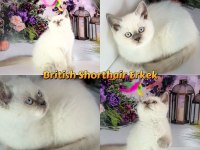 British longhair kedimiz