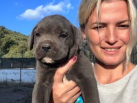 MİNİK CANE CORSO DEVLER YENİ AİLELERİNİ BEKLİYOR