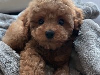 Toy Poodle Yavrular