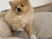 Pomeranian bebek