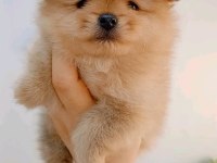 Pomeranian Boo Dişi Köpeğimiz