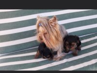 Yorkshire terrier