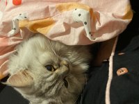 Güzel British Longhair Kızım
