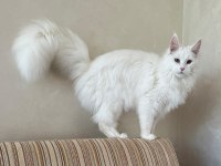 Güzeller Güzeli Beyaz Dişi Maine Coon