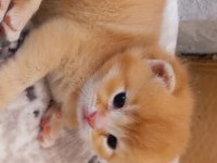 Yavru scottish fold
