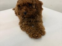 Safkan Toy Poodle