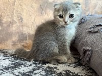 Yavru scottish fold yavrumuz